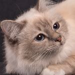 Vuxen hona 1 år, foto Tuss & Tass