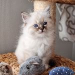 Kattunge 2 månader, foto L Nordström