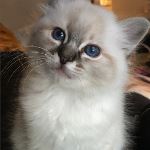 Kattunge, foto R Ringman