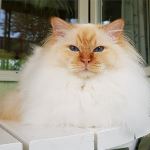 Vuxen hane, foto M Hasselgren