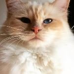 Vuxen hane 2 år, foto B Persson