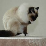 Vuxen hona 6 år, foto L Nordström