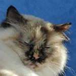 Vuxen hona 5 år. foto L Nordström