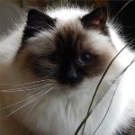 Vuxen hona 3 år, foto R Ringman