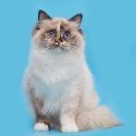 Hona vuxen 1 år, foto I Resare