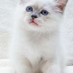 Kattunge, foto S Fors