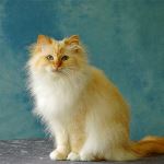 Vuxen rödtabby hona 6 år, foto L Nordström