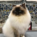 Vuxen hane 2 år, foto K Erman Ekström