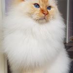 Vuxen hane, foto M Hasselgren