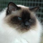 Vuxen hane 3 år, foto L Nordström