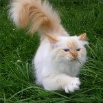 Vuxen hona 3 år, foto L Nordström