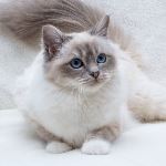 Vuxen hona 1 år, foto S Fors