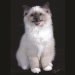 Kattunge, foto Åsa Petré