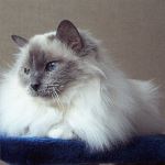 Vuxen hona 6 år, foto L Nordström