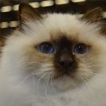 Kattunge, foto K Erman Ekström 