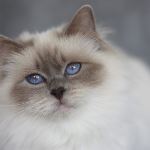 Vuxen hona, foto A Johnsson