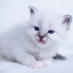 Kattunge, foto S Fors