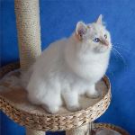 Kattunge 7 månader, foto L Nordström