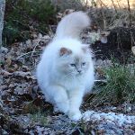 Vuxen, foto Maria Silén