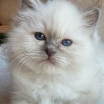 Kattunge, foto A Lundin