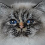 Vuxen 2 år, foto K Erman Ekström