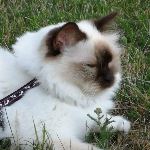 Vuxen hona 3 år, foto B Persson