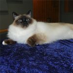 Vuxen hona 5 år, foto L Nordström