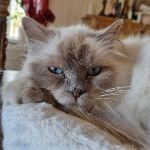 Vuxen hona 6 år, foto L Nordström