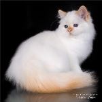 Kattunge, foto M Jonsson