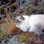 Vuxen hona 5 år, foto L Nordström