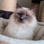 Vuxen hona 2 år, foto A Myhrberg