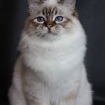 Kattunge 8 månader, foto A Johnsson