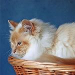 Hona 5 år, foto Lena Nordström