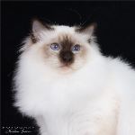 Kattunge 6 månader, foto M Jonsson