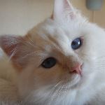 Kattunge 4 månader, foto L Nordström