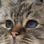 Vuxen hane, foto A Johnsson