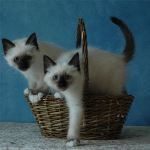 Kattungar 8 veckor, foto L Nordström