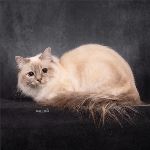 Vuxen hona 1 år, foto Tuss och Tass