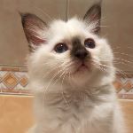 Kattunge 3 månader, foto R Ringman