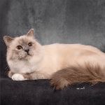 Vuxen hane 1 år, foto Tuss & Tass