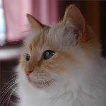 Vuxen hona 4 år, foto L Nordström