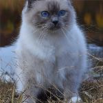 Vuxen hane, foto A Neykova