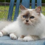 Vuxen hona 2 år, foto L Nordström