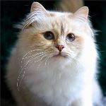 Vuxen, foto Maria Silén