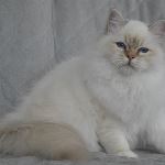 Kattunge, foto K Erman Ekström