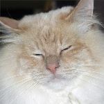 Vuxen hane 6 år, foto