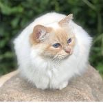 Vuxen hona 3 år, foto C Pettersson