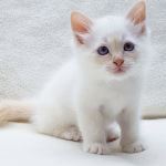 Kattunge, foto S Fors