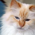 Vuxen hona 6 år, foto L Nordström