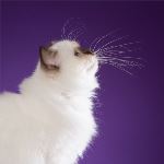 Kattunge 3 månader, foto Tuss & Tass